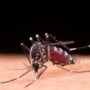 Dengue side effects on the brain